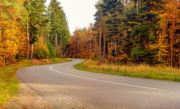 Winding tarred road through autumn trees