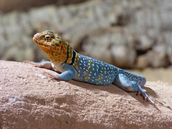 Chameleon in dierentuin — Stockfoto