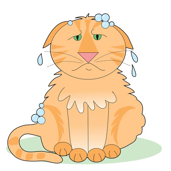 Gato no feliz tomando un baño — Vector de stock