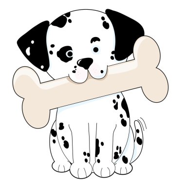 büyük bir kemik ağzında tutarak sevimli Dalmaçyalı yavrusu