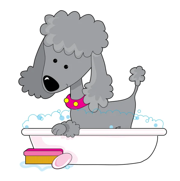 Cute grey poodle — Stock Vector