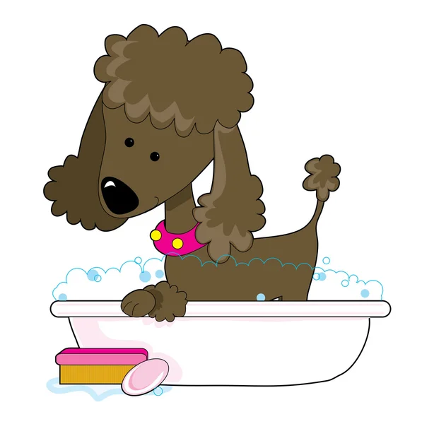 Cute brown poodle — Stock Vector