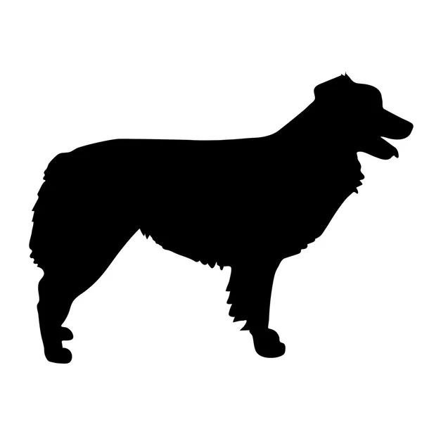 Australian Shepherd Silhouette — Stock Vector