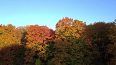 Sonbahar renkleriyle ağaçların yanında sağdan sola doğru dönen bir dron.