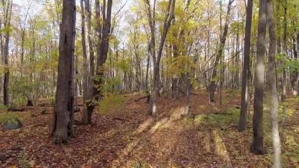 Volando hacia adelante con un dron en medio del bosque en otoño y el suelo cubierto de hojas caídas — Vídeos de Stock