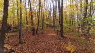 Ağaçların arasında çıplak ağaçlar ve patikayı kaplayan yaprakları gösteren bir İHA ile havada ileri doğru uçmak.
