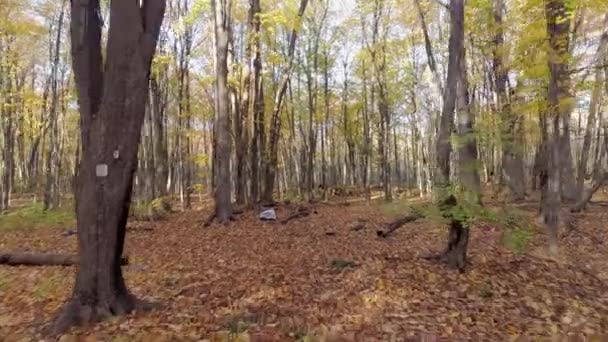 Video corto Volando hacia adelante con un dron en la maleza mostrando árboles desnudos y hojas cayendo — Vídeos de Stock