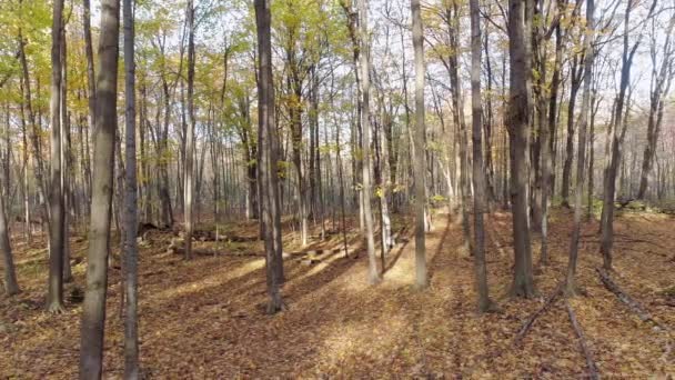 Kurzes Video in der Luft mit einer Drohne im Unterholz — Stockvideo