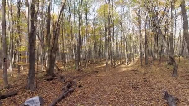 Video corto Volando más rápido hacia adelante con un dron en la maleza mostrando árboles desnudos y hojas cubriendo el camino — Vídeos de Stock
