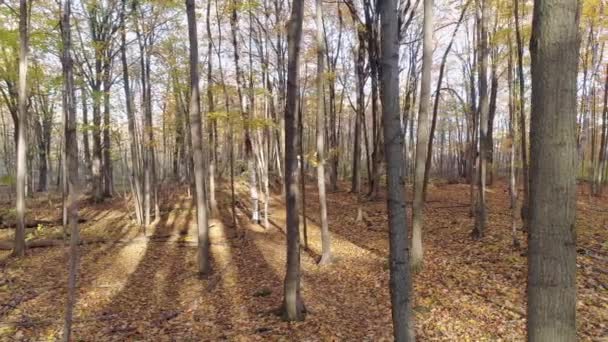 Panoramique de gauche à droite en plein air avec un drone dans le sous-bois montrant des arbres nus et des feuilles couvrant le chemin — Video