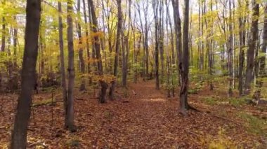 Ağaçların arasında çıplak ağaçlar ve patikayı kaplayan yaprakları gösteren bir dronla geriye doğru uçmak