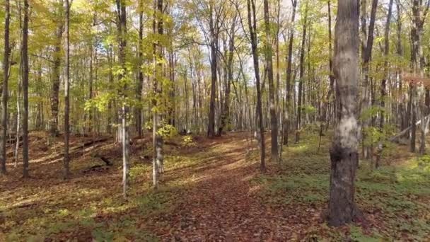Flying faster forward with a drone in the undergrowth showing naked trees and leaves covering the path — Stock Video