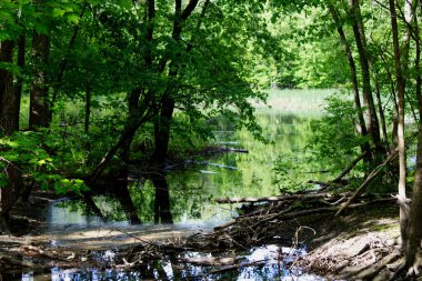 Ormanın ortasında küçük sessiz bir dere..