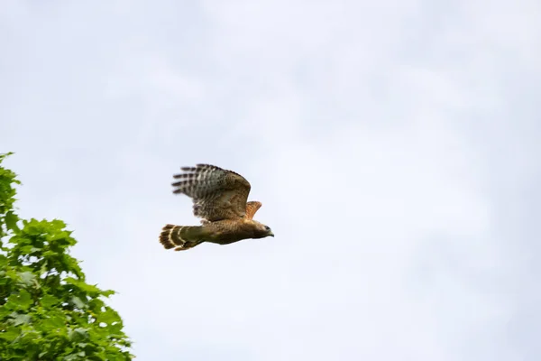 Falcon flying in the sky on a cloudy summer day