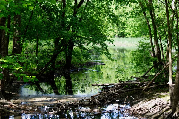 Ormanın ortasında küçük sessiz bir dere..