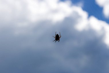 Örümcek ağda Bulutlu bir gökyüzü ve beyaz bulutlarla