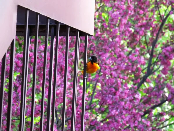 Oriole Baltimore 'lu erkek, arkasında pembe bir ağaçla parmaklıklarda asılı duruyor.
