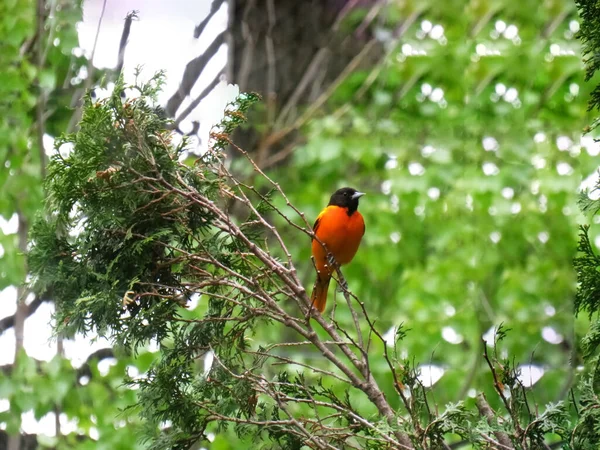 Baltimore Oriole erkeği yazın sedir dalında