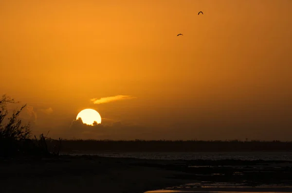 Gün batımında açık altın gökyüzü gökyüzünde uçan kuşları ve denizin arkasında batan güneşi gösteriyor.