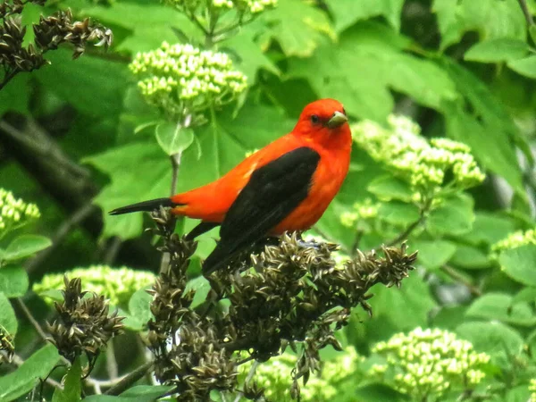 Yazın çiçeklerin üzerindeki kırmızı piranga 'yı kapat.