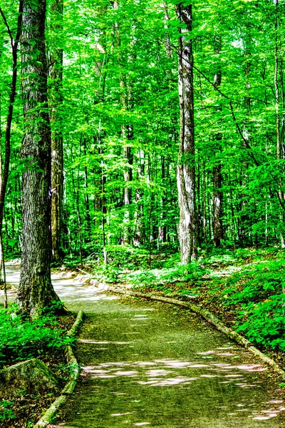 Tranquilidad Camino Medio Del Bosque Imagen de archivo