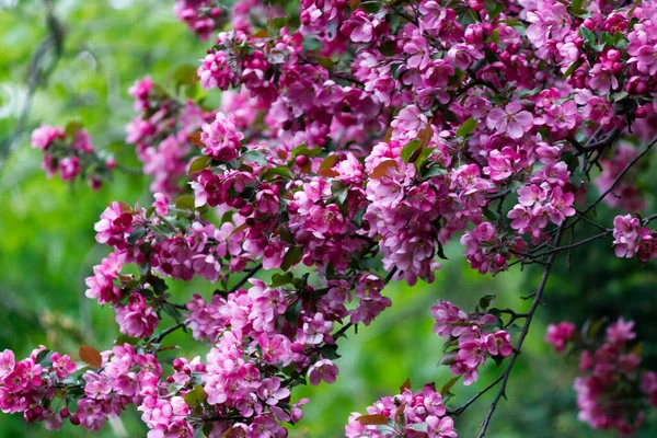 Primer Plano Flores Rosadas Jardín Con Hojas Verdes Fondo Imagen De Stock