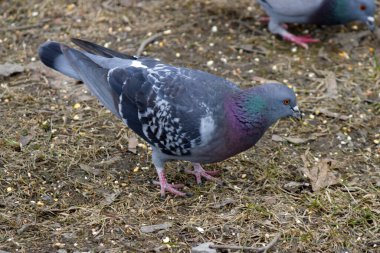 Yerde tohum yiyen bir güvercine yakından bakın.