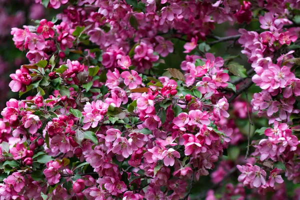 Yazın bahçedeki pembe çiçekleri kapat.