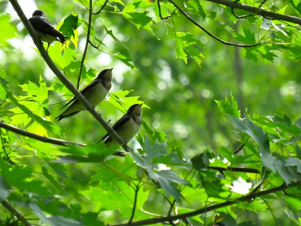Ağacın altındaki bir dalda kırlangıç çiftleri