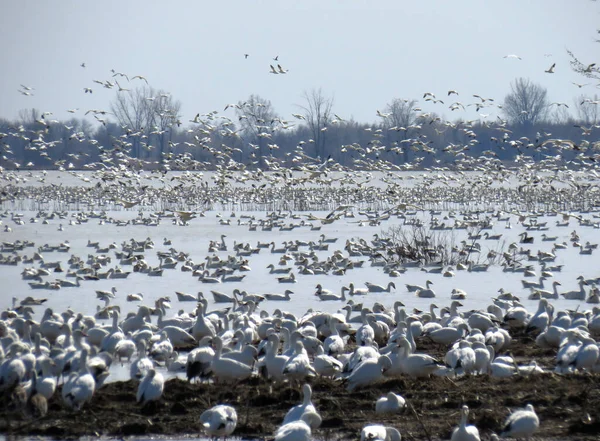 Sonbaharda göl üzerinde uçan kar kazları sürüsü