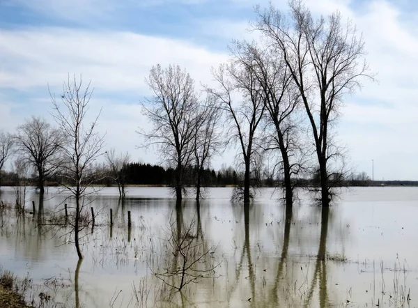 Line of trees submerged by the flooded water of the lake