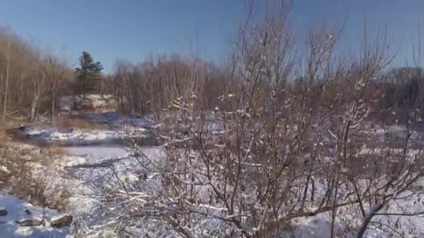 Σύντομο βίντεο που ανεβαίνει πίσω από δέντρα καλυμμένα από λευκό χιόνι κοντά στο παγωμένο ποτάμι — Αρχείο Βίντεο