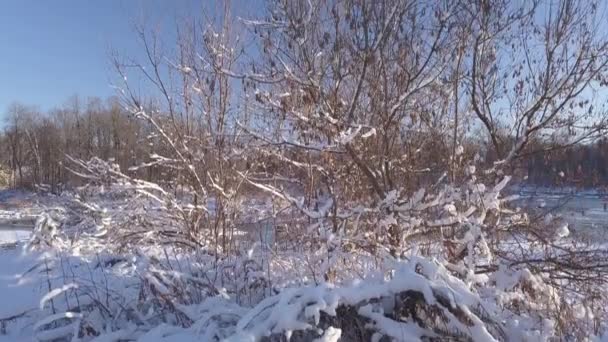 Montée au-dessus des arbres couverts de neige révélant les petites îles au milieu de la rivière gelée — Video