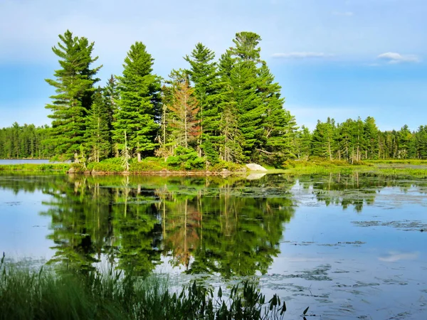 Güneşli bir günde sakin göldeki ağaçların yansıması.