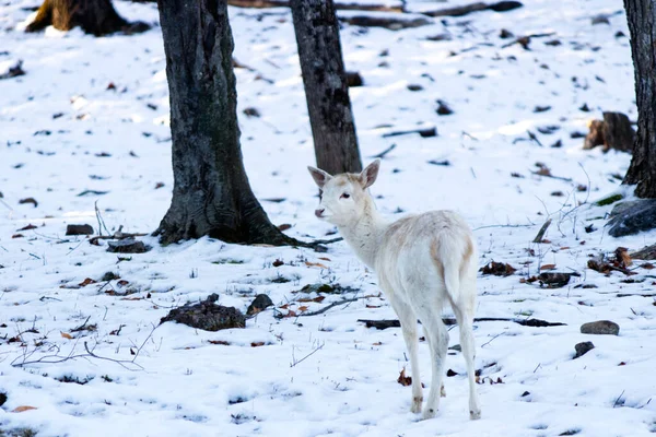 Small White Deer Winter Ground Covered Snow — Stock Photo, Image