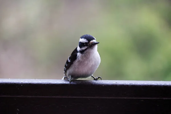 Ağaçkakan balkonda tohum bekliyor.