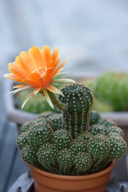 Çiçek saksısında güzel turuncu bir kaktüs çiçeği.
