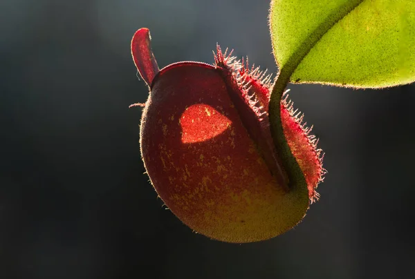 Detailní Pohled Krásné Tropické Džbán Květina Nebo Opice Pohár — Stock fotografie