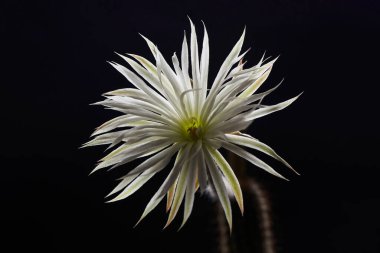 Makrofotoğrafçılık güzel beyaz kaktüs çiçeği, Setiechinopsis mirabilis, siyah arkaplan