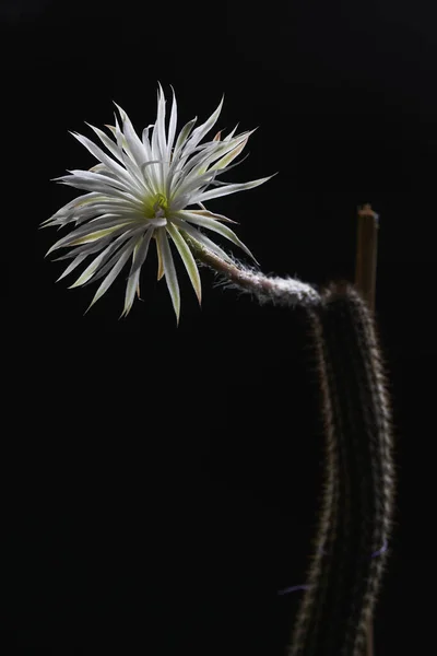 Krásná Bílá Kaktusová Květina Setiechinopsis Mirabilis Černém Pozadí — Stock fotografie