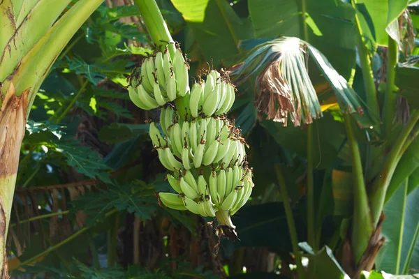 정원에 바나나 나무에 바나나 — 스톡 사진