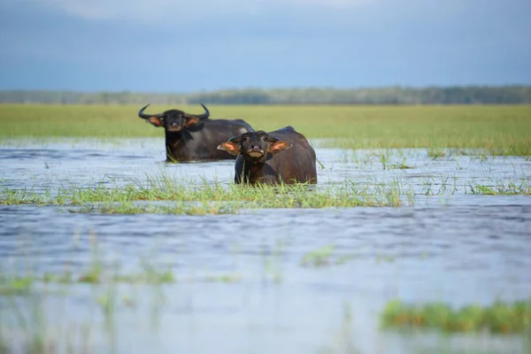 Búfalo Agua Pantano Tropical Thalae Noi Phatthalung Sur Tailandia —  Fotos de Stock