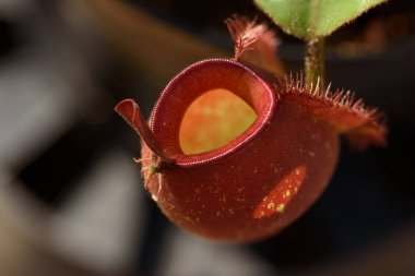 Güzel tropikal sürahi çiçeğinin ya da maymun bardağının yakın görüntüsü.