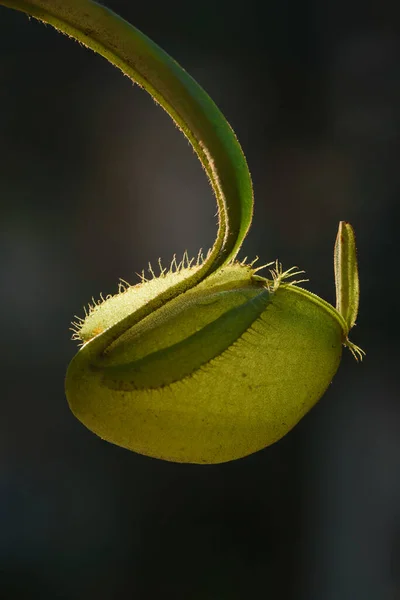 Detailní Pohled Krásné Tropické Džbán Květina Nebo Opice Pohár — Stock fotografie