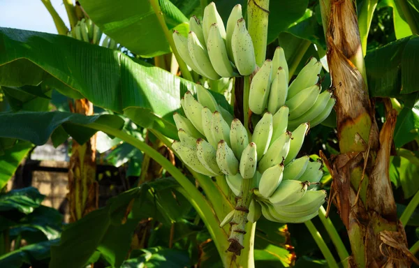 Monte Bananas Cruas Numa Bananeira Jardim — Fotografia de Stock