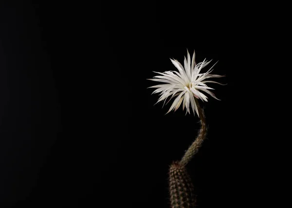 Makrofotografie Krásná Bílá Kaktusová Květina Setiechinopsis Mirabilis Černém Pozadí — Stock fotografie