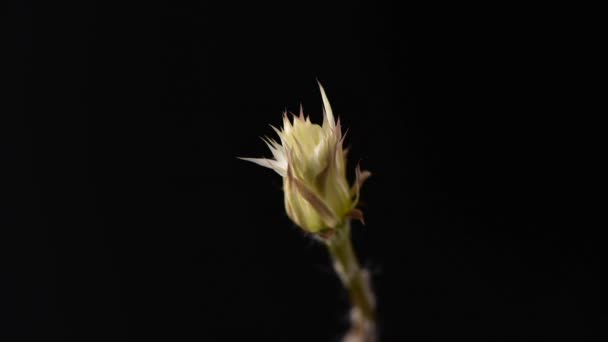 盛开的美丽的白色仙人掌花 黑色背景 — 图库视频影像