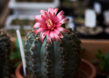 Çok güzel bir spor salonu kaktüsü çiçeği. 