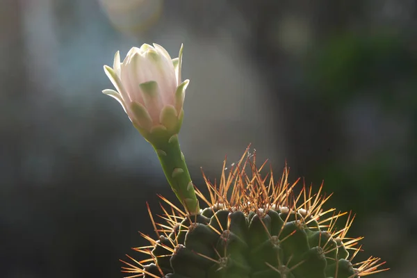 Primer Plano Hermosa Flor Cactus Gimnasio — Foto de Stock