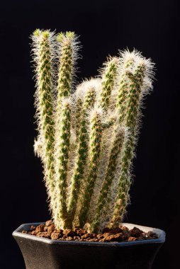 Cylindropuntia whipplei ya da kar leoparı kaktüsü siyah arka planda saksıda.